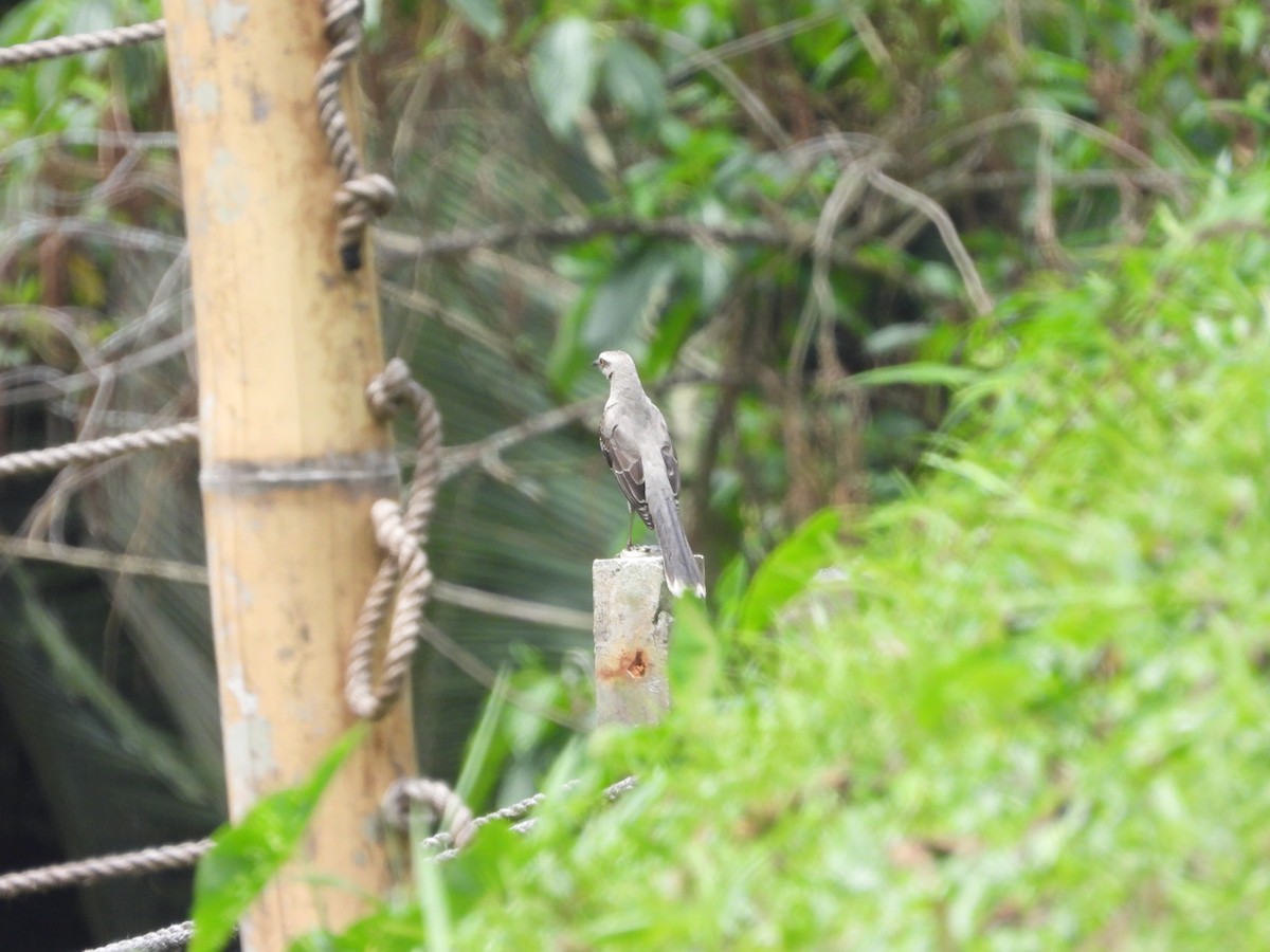 Tropical Mockingbird - ML643230062