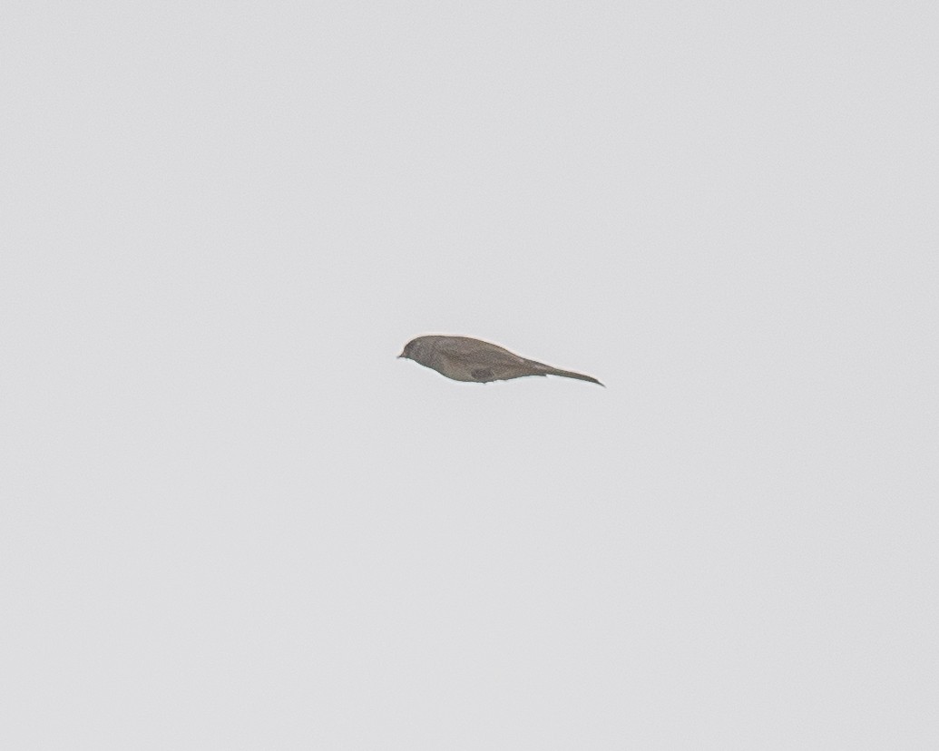 Dark-eyed Junco - ML643230064