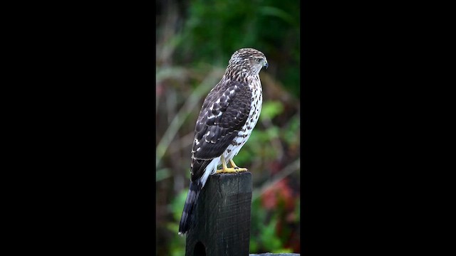 Cooper's Hawk - ML643230069