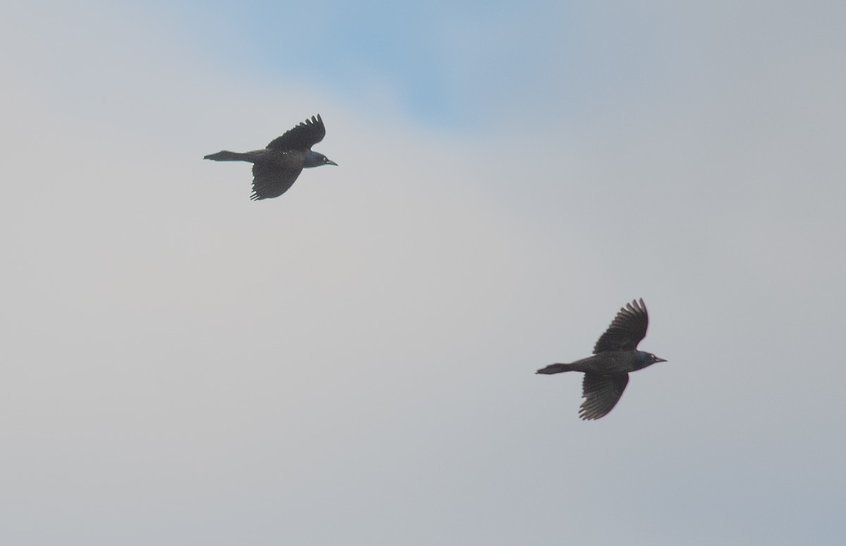 Common Grackle - ML643230070