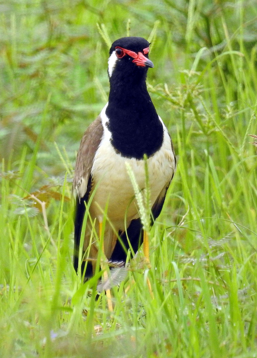 Avefría India - ML643230074