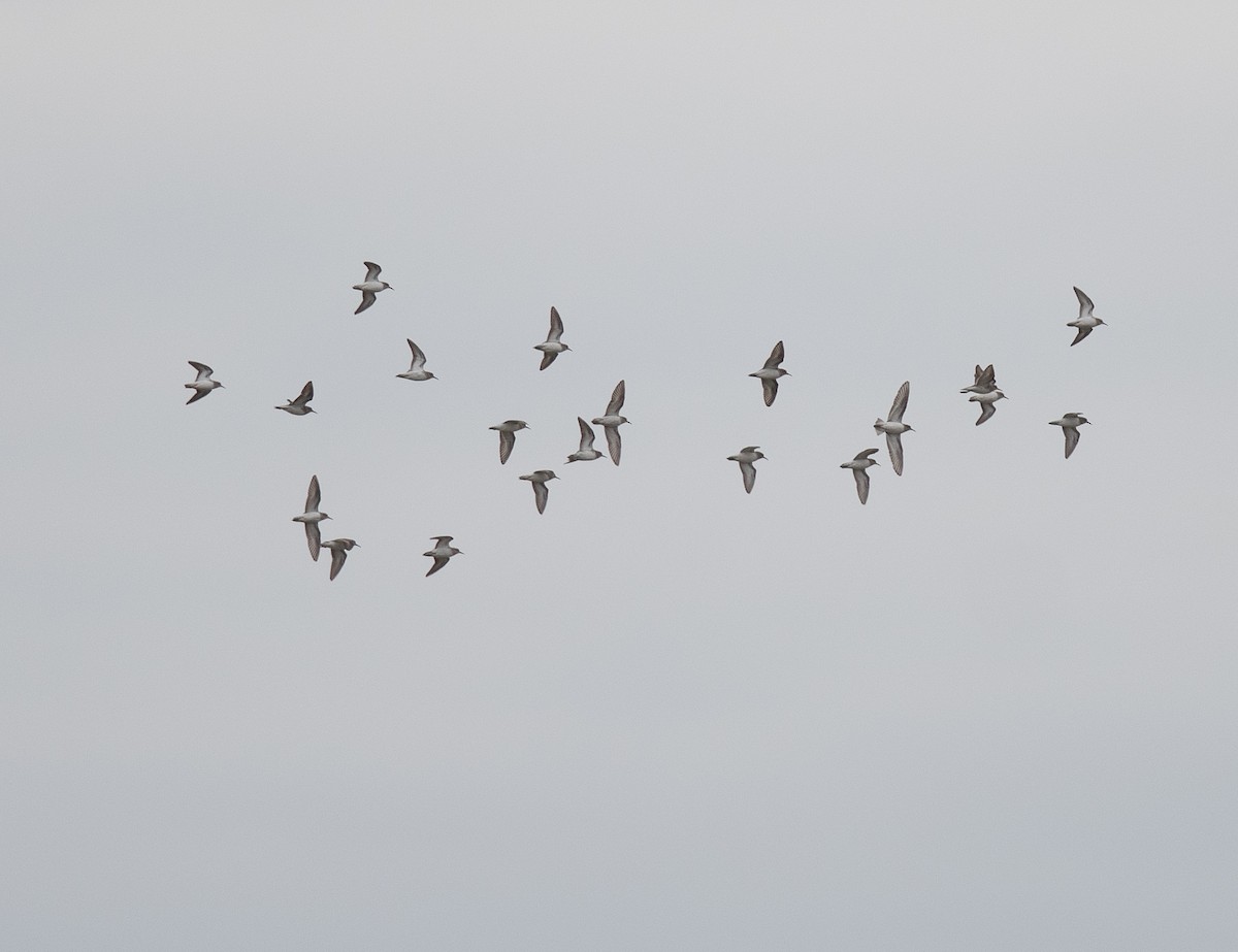Least Sandpiper - ML643230076