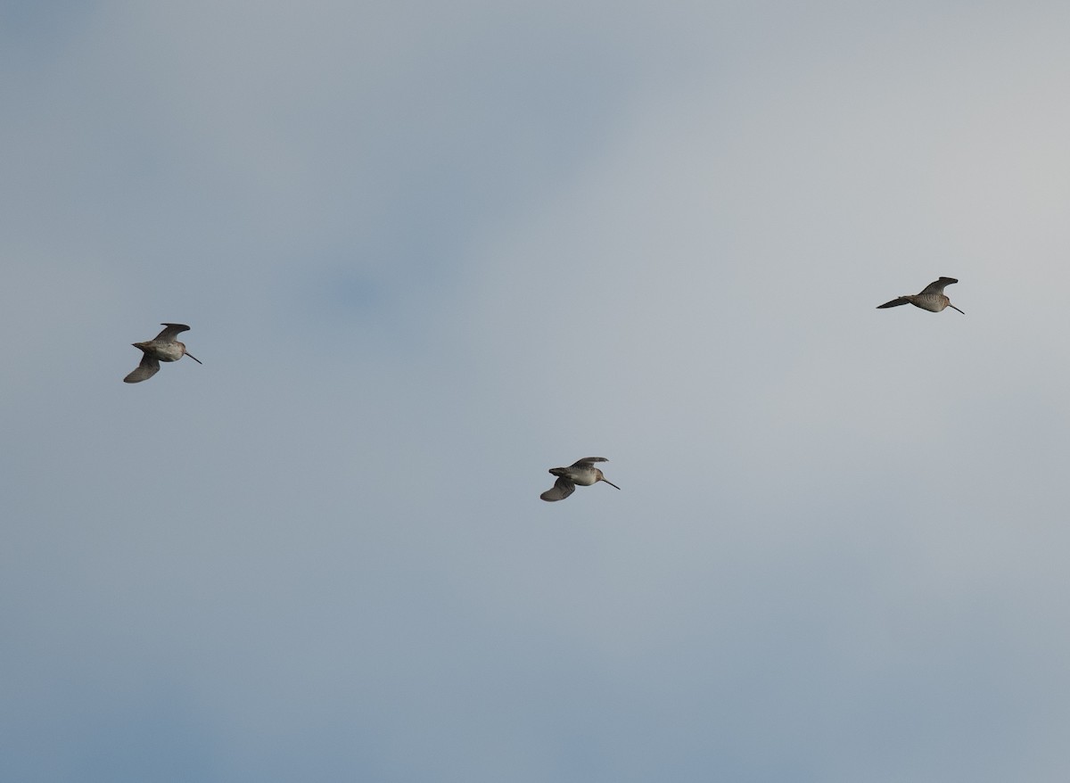 Wilson's Snipe - ML643230078