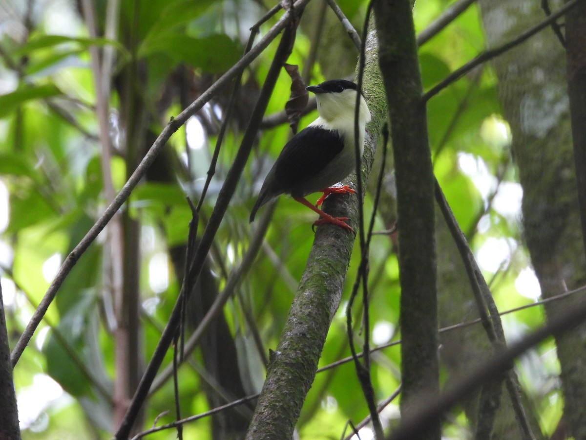 White-bearded Manakin - ML643230079