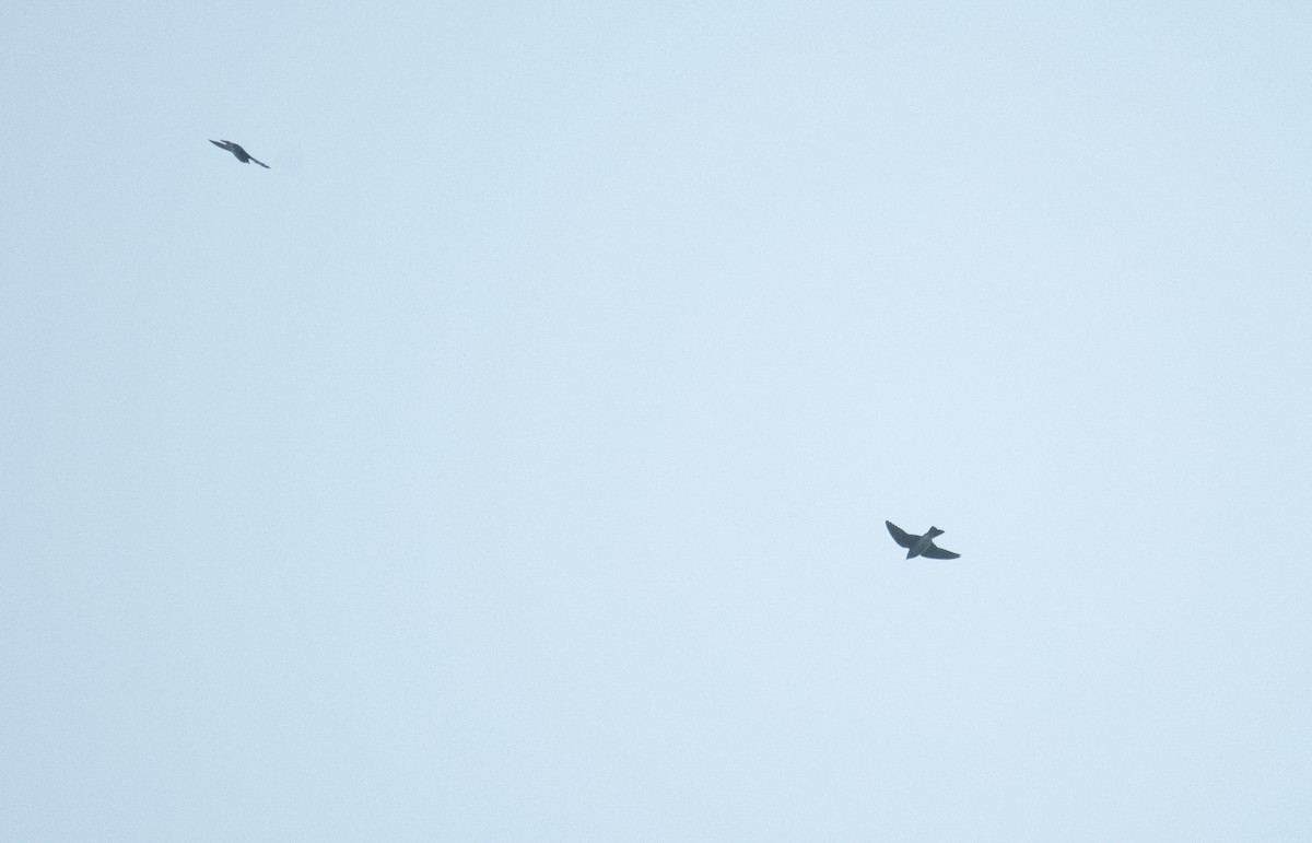 Purple Martin - ML643230086