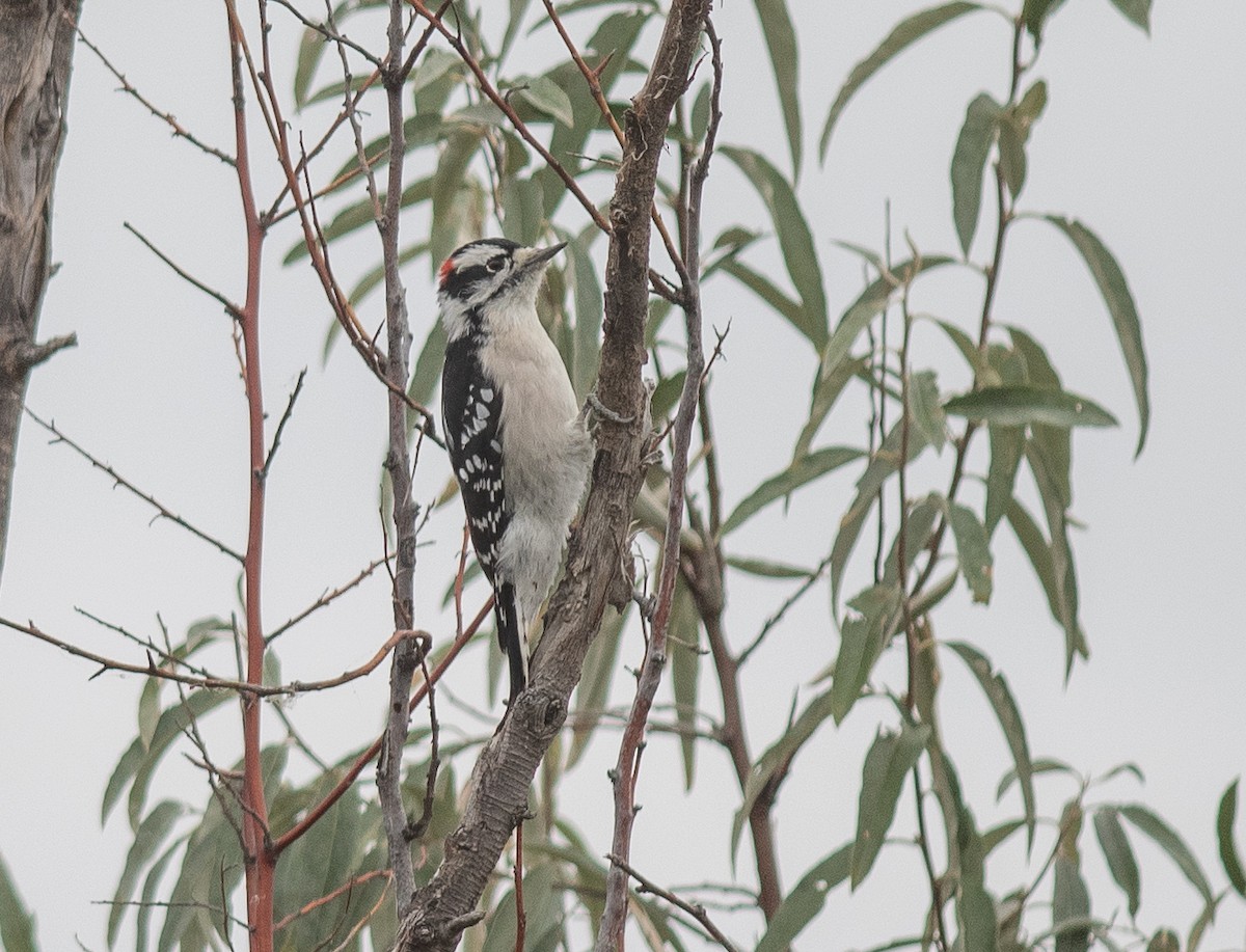 Downy Woodpecker - ML643230087