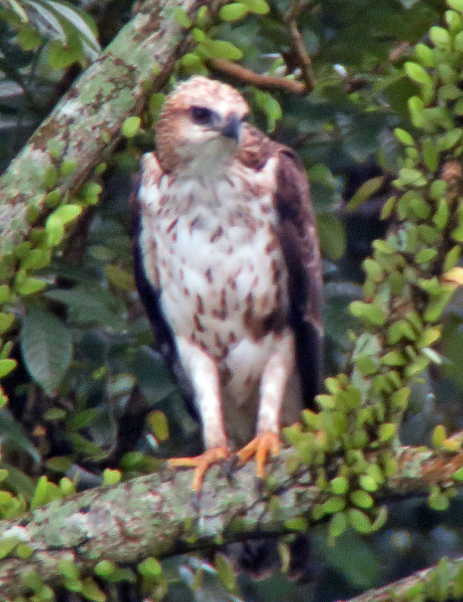 Águila Variable - ML643230088