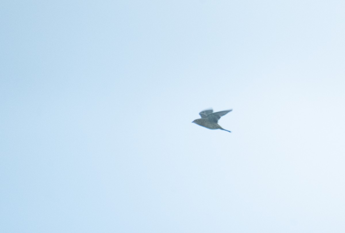 Bobolink - ML643230091