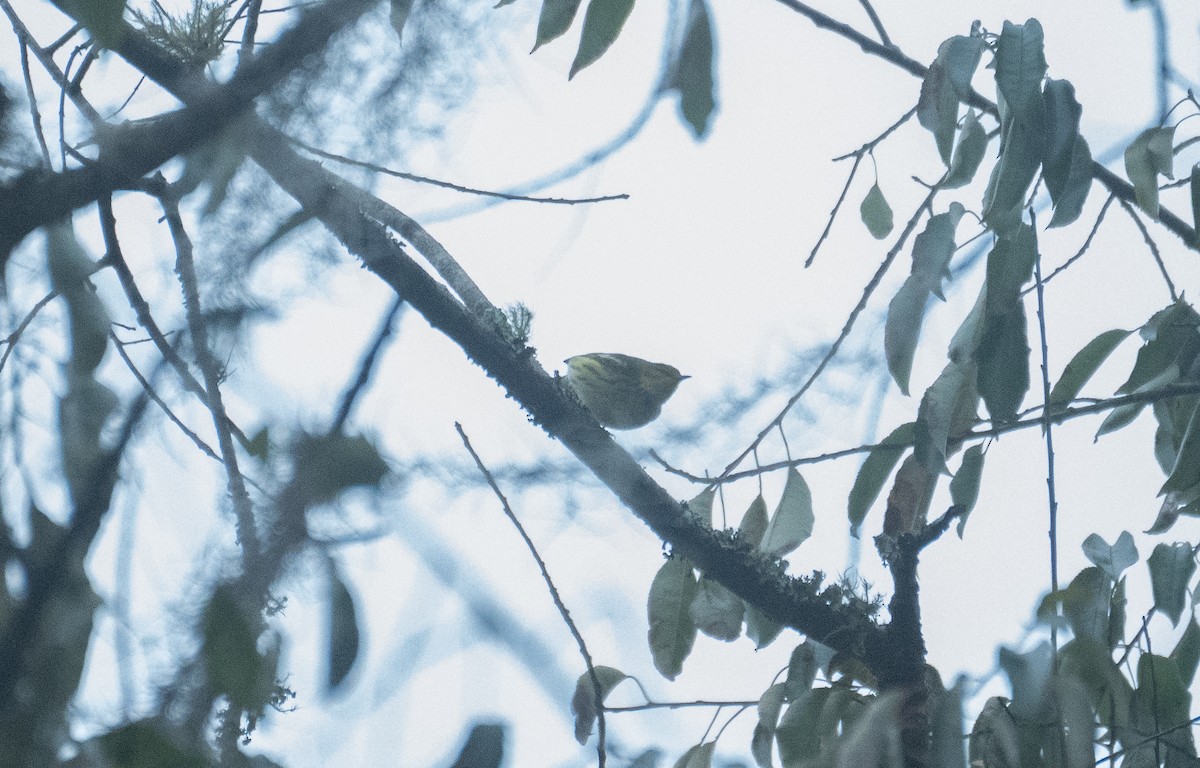 Cape May Warbler - ML643230095