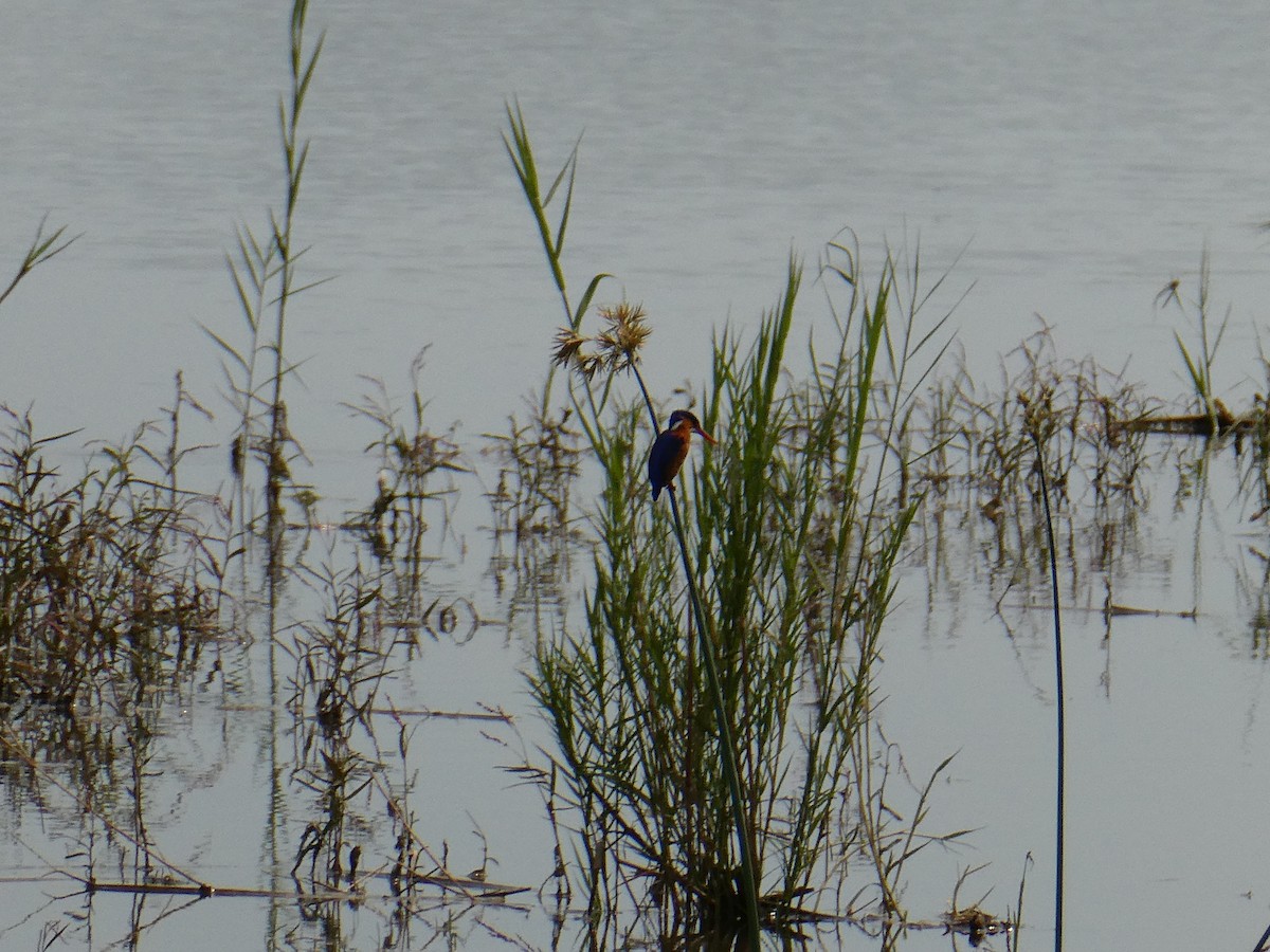 Malachite Kingfisher - ML643230101