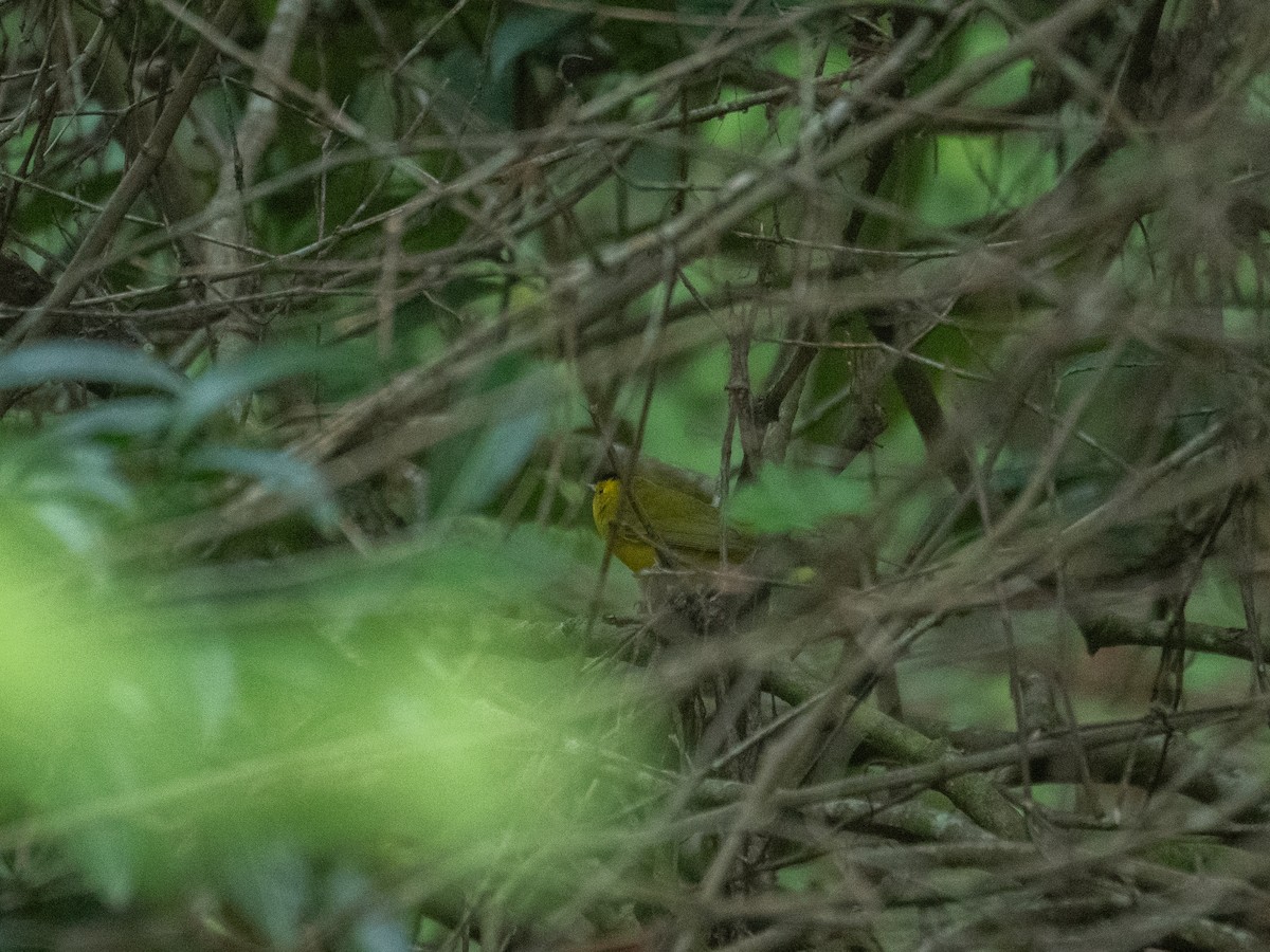 Wilson's Warbler - ML643230107