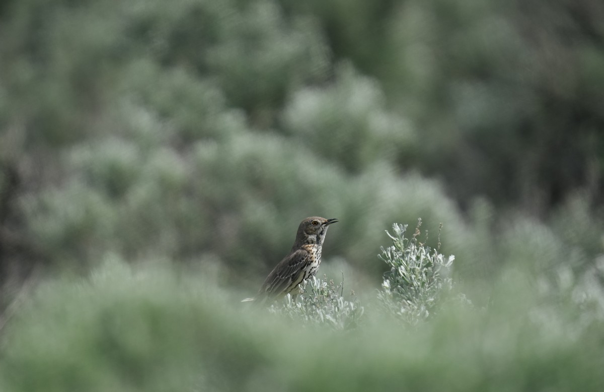 Sage Thrasher - ML643230111