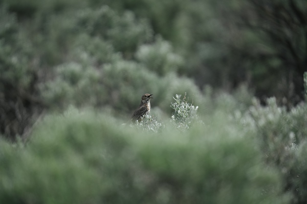 Sage Thrasher - ML643230112