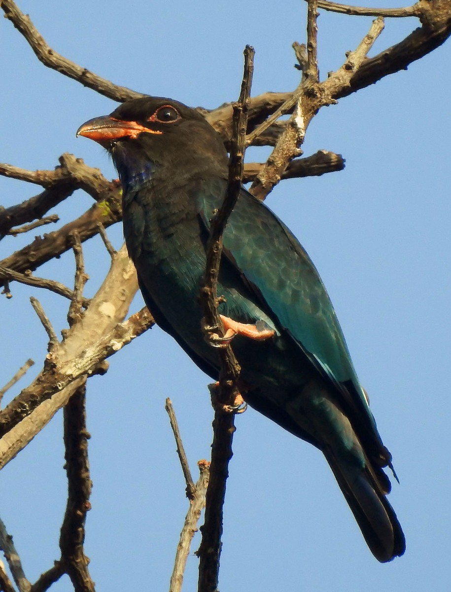 Carraca Oriental - ML643230116