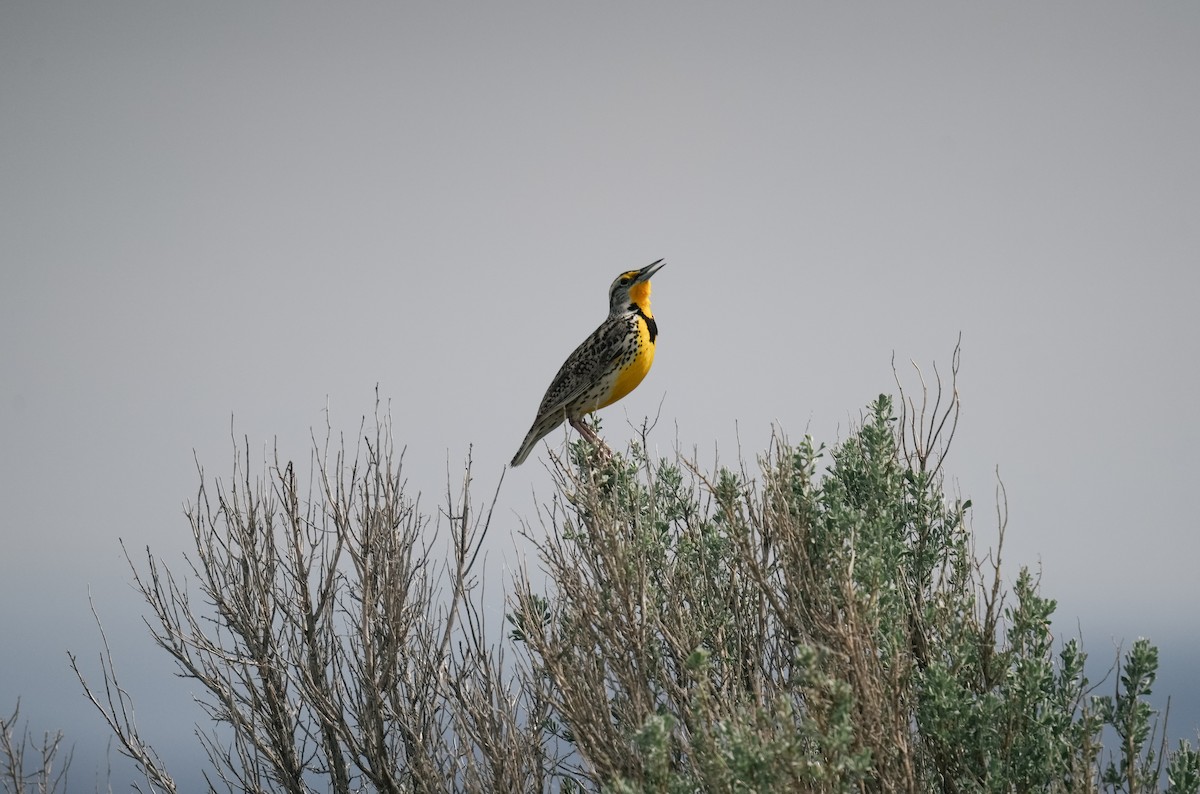 Western Meadowlark - ML643230117