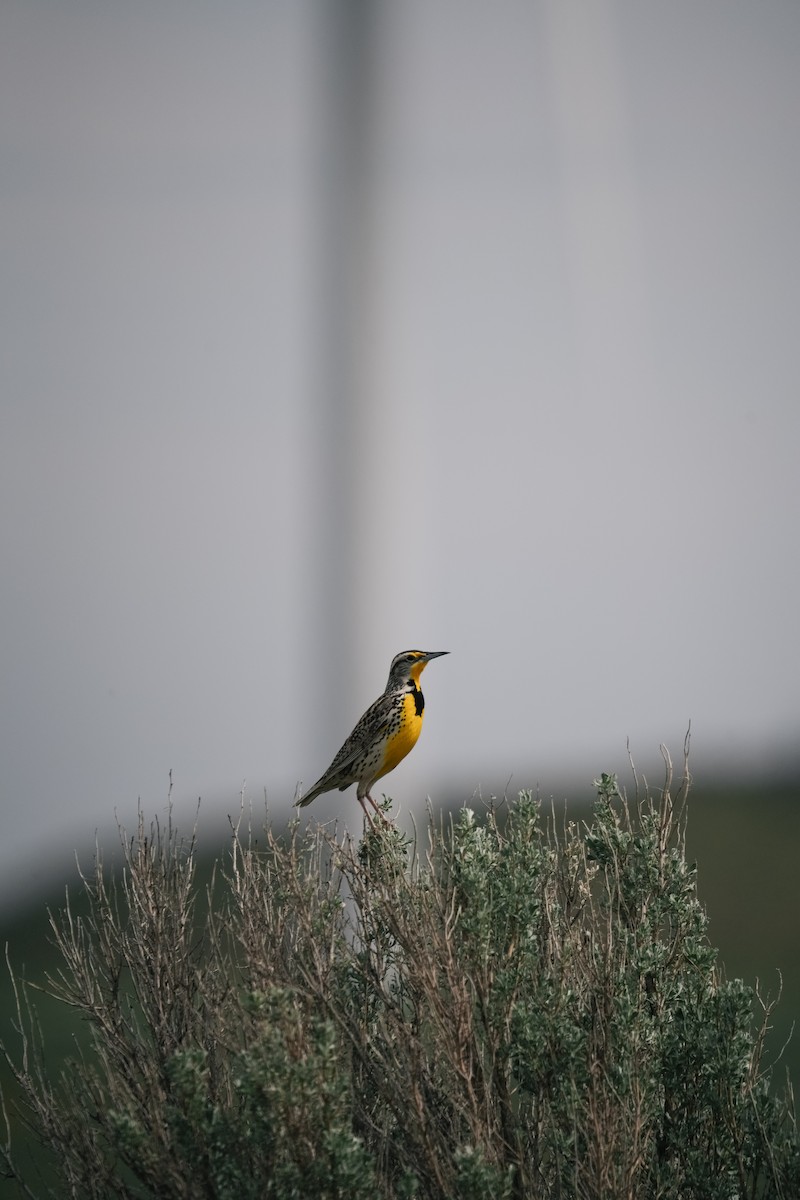Western Meadowlark - ML643230118