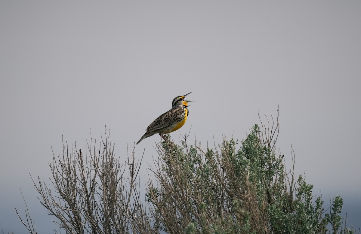 Western Meadowlark - ML643230119