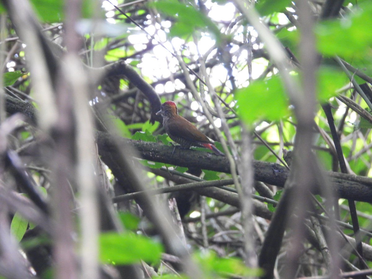 Red-rumped Woodpecker - ML643230120