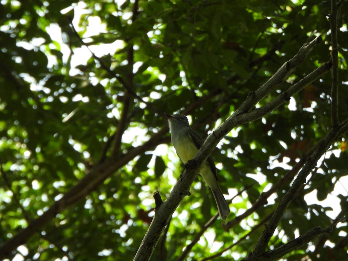 Panama Flycatcher - ML643230121