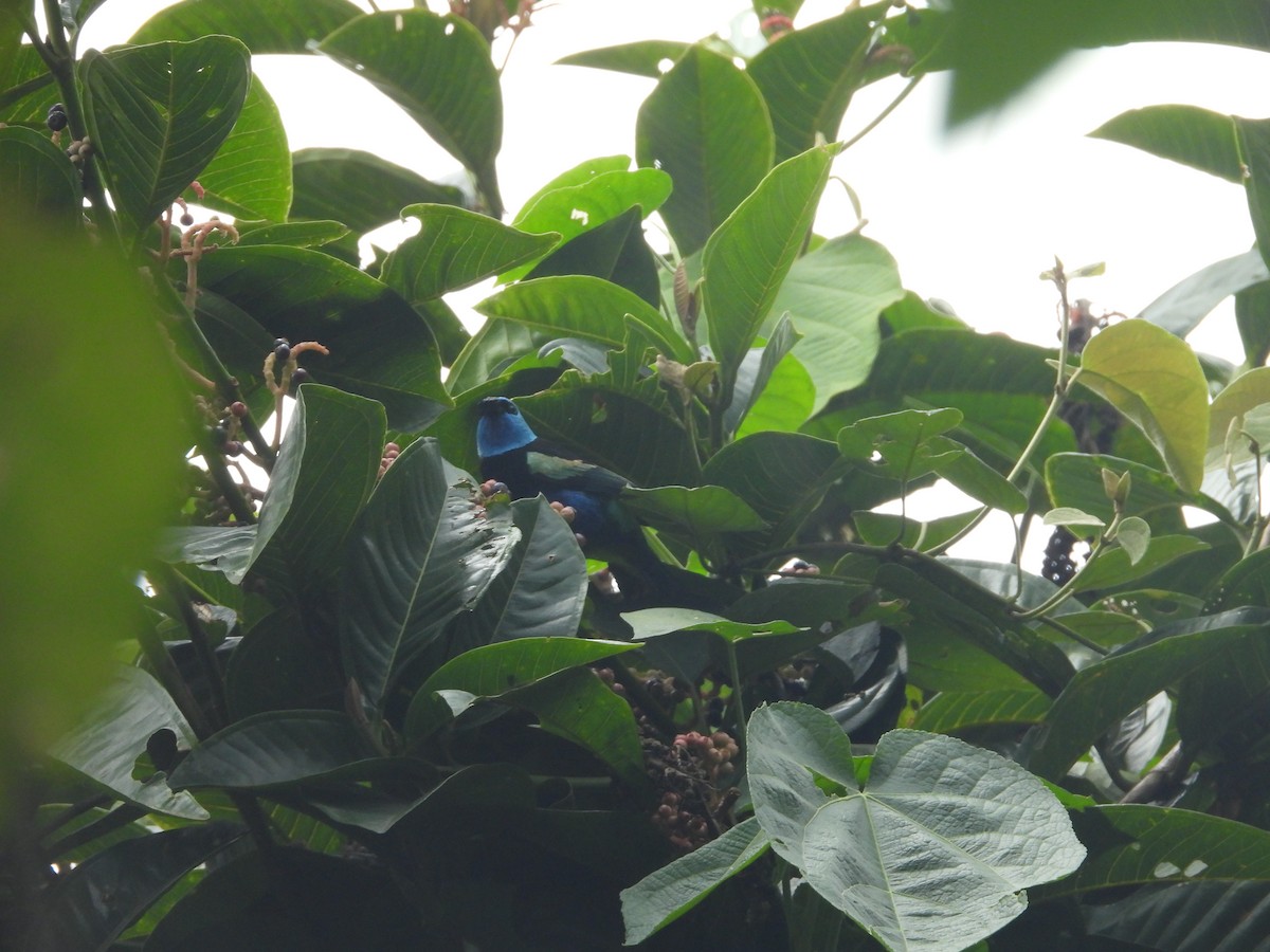Blue-necked Tanager - ML643230128