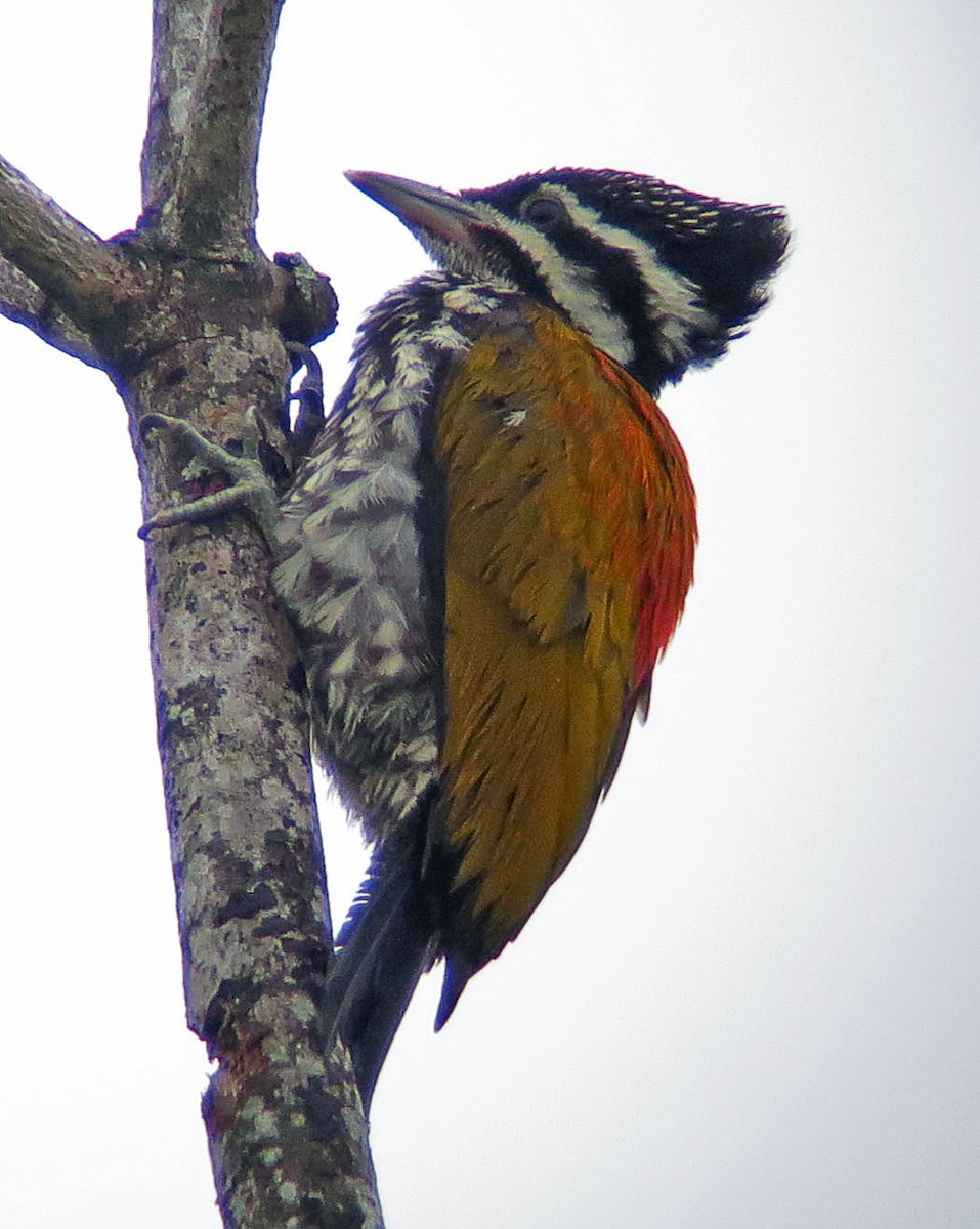 Common Flameback - ML643230129