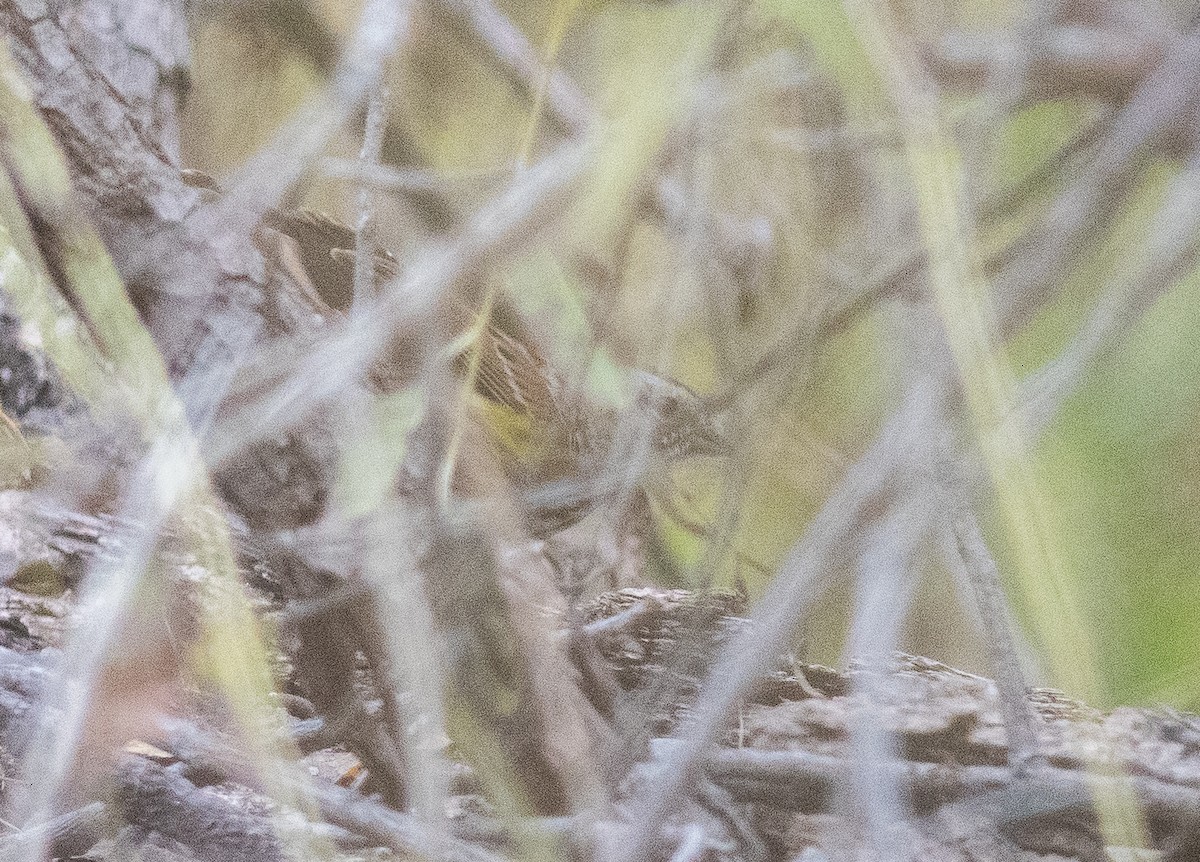 new world sparrow sp. - ML643230130