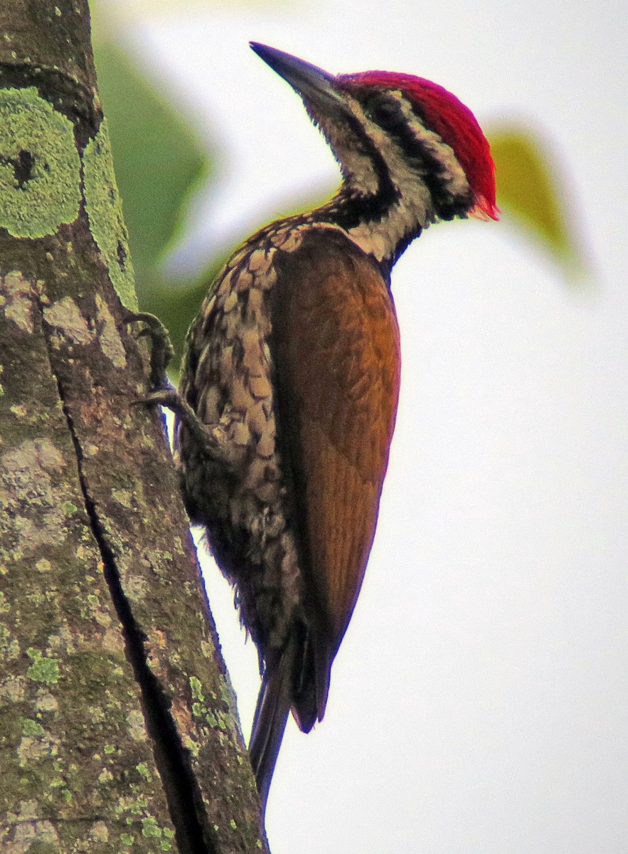 Common Flameback - ML643230131