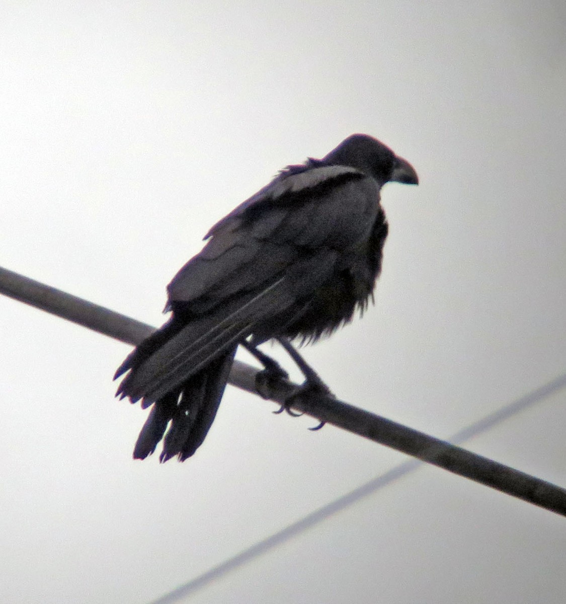 Cuervo Picudo (grupo macrorhynchos) - ML643230136