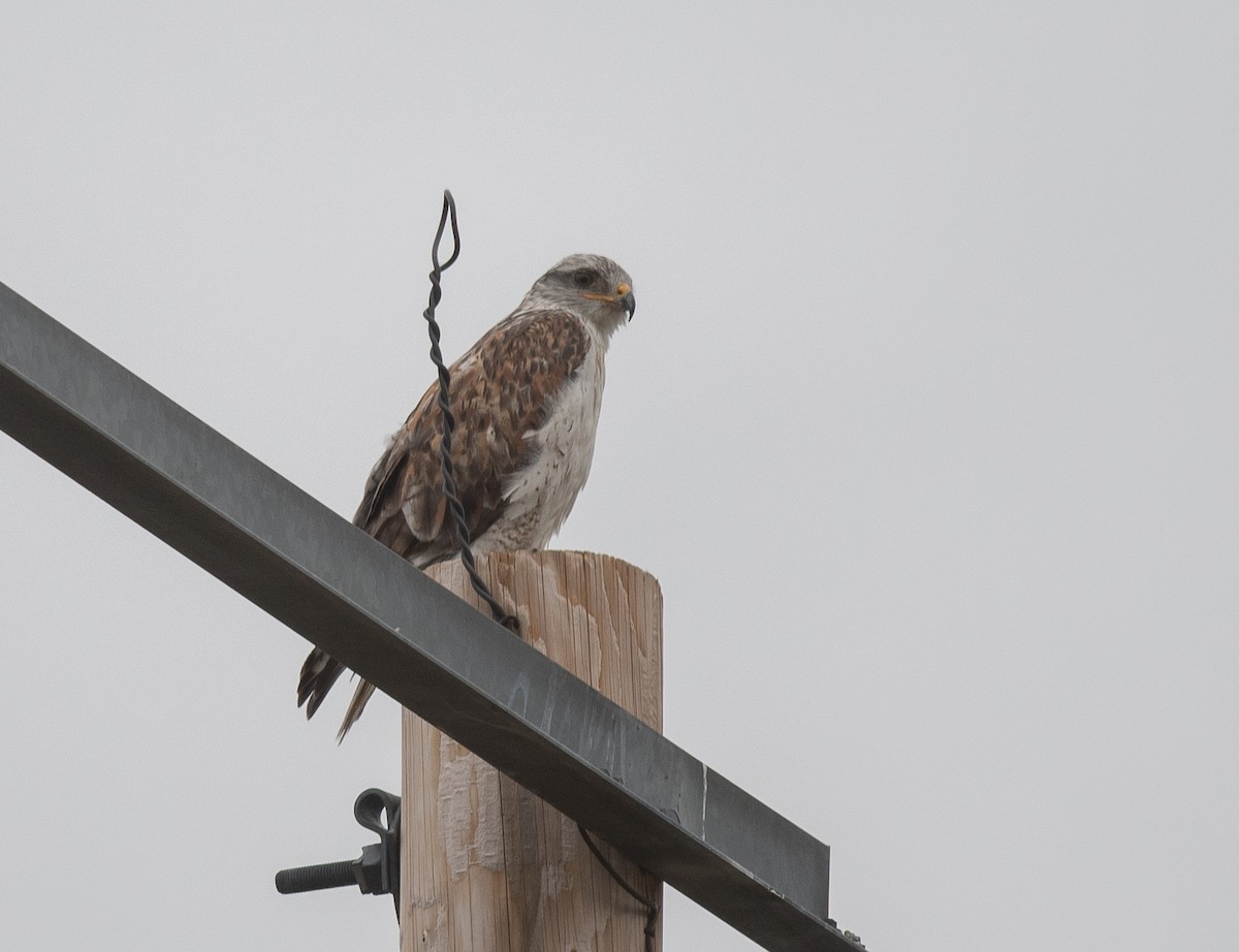 Ferruginous Hawk - ML643230147