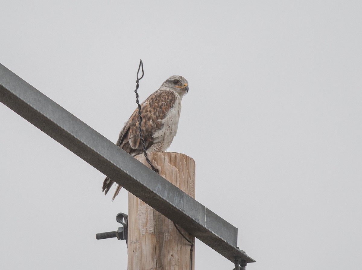 Ferruginous Hawk - ML643230148