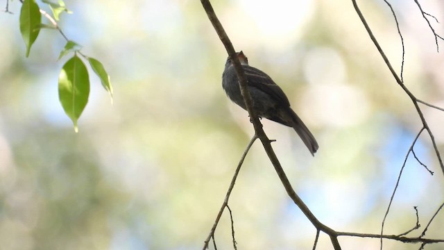 White-throated Pewee - ML643230149