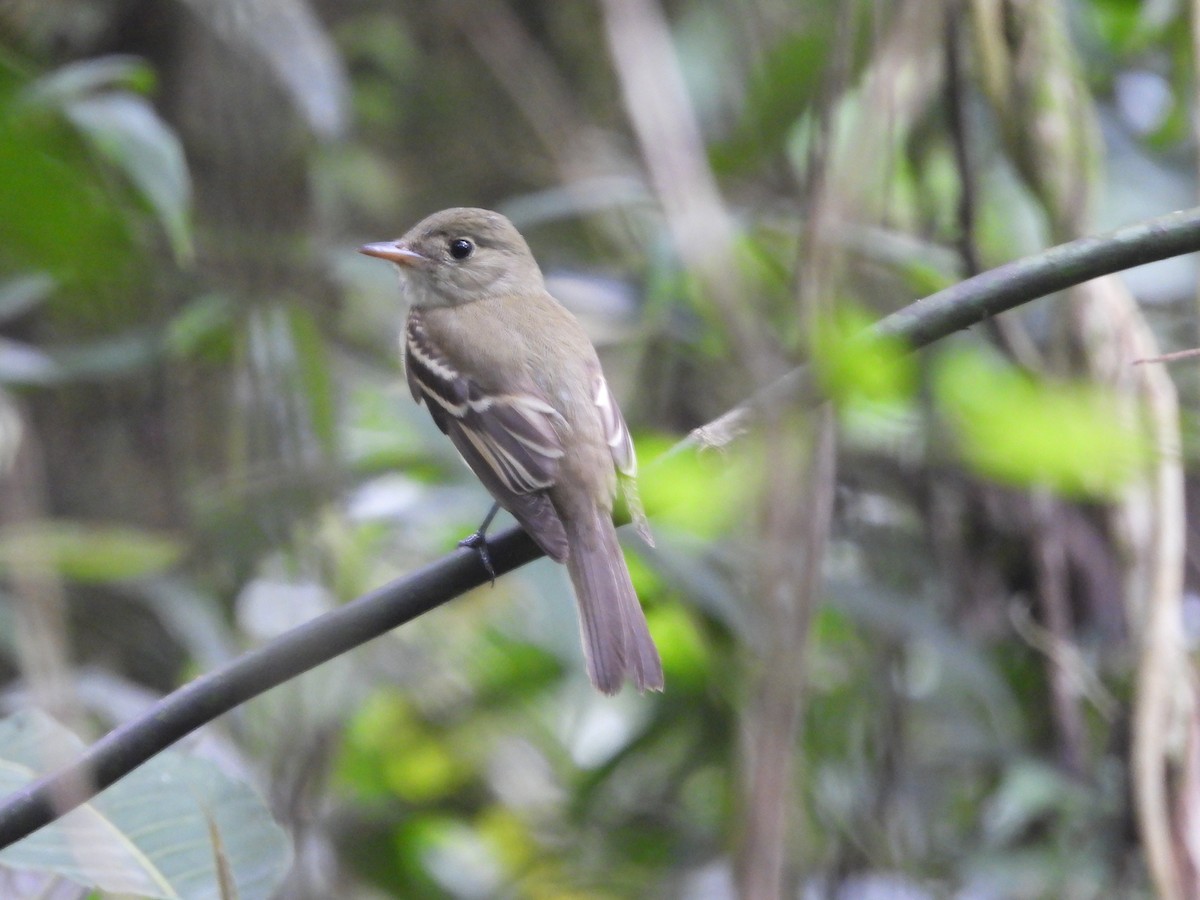 Empidonax sp. - ML643230164
