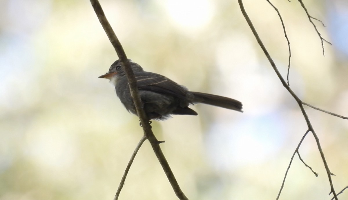 White-throated Pewee - ML643230182