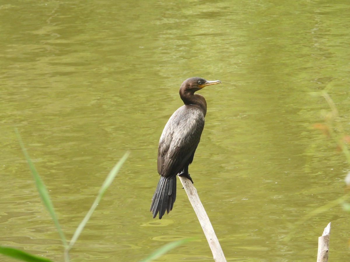 Neotropic Cormorant - ML643230184