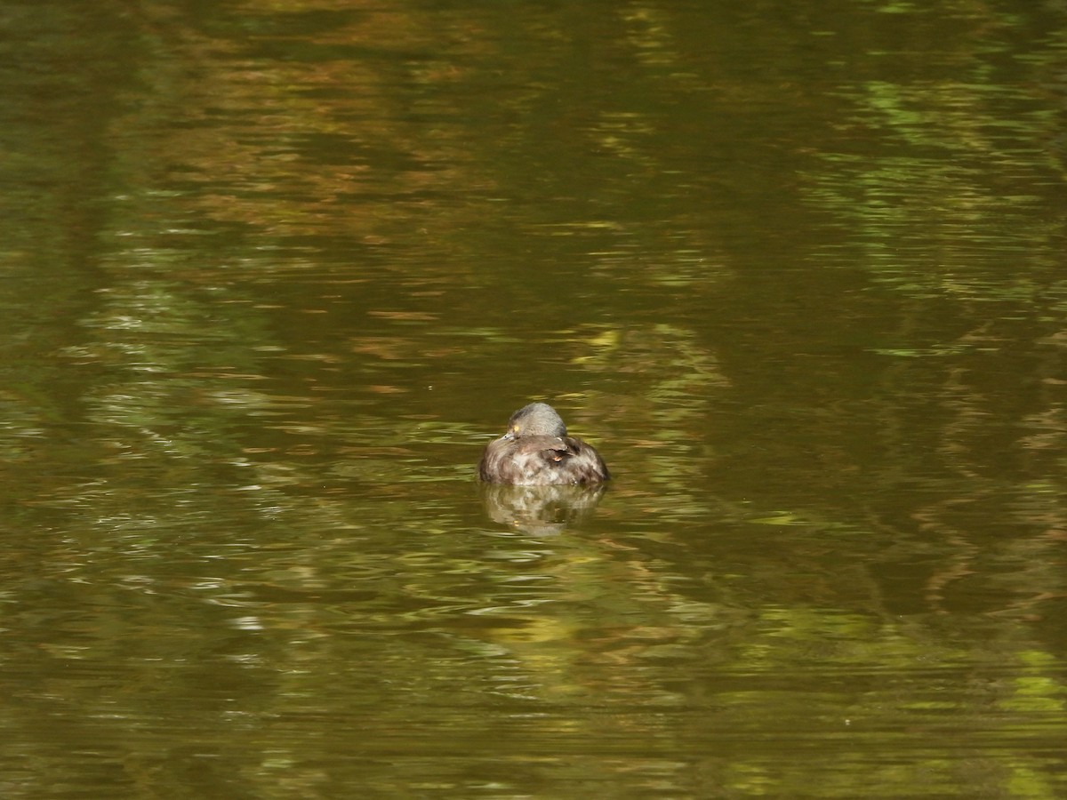 Least Grebe - ML643230186