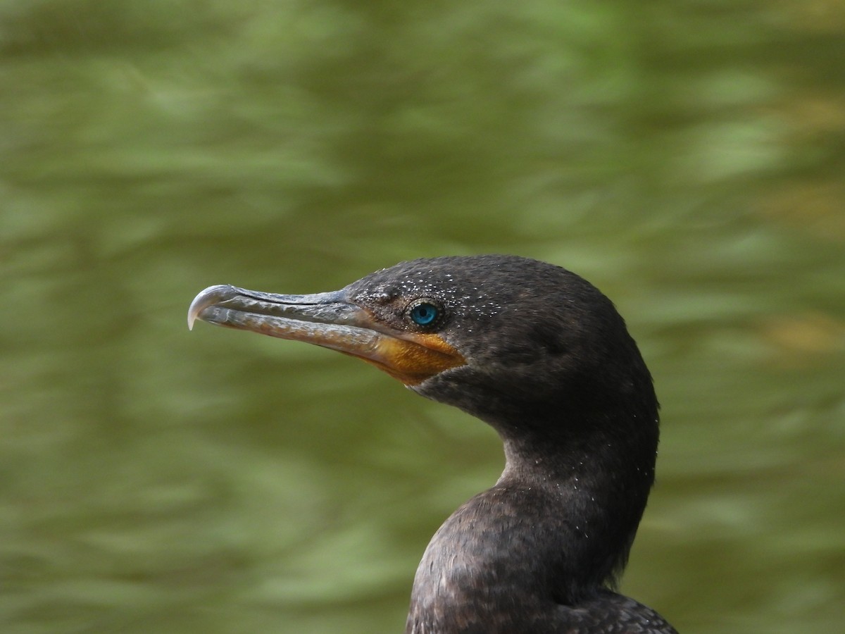 Neotropic Cormorant - ML643230203