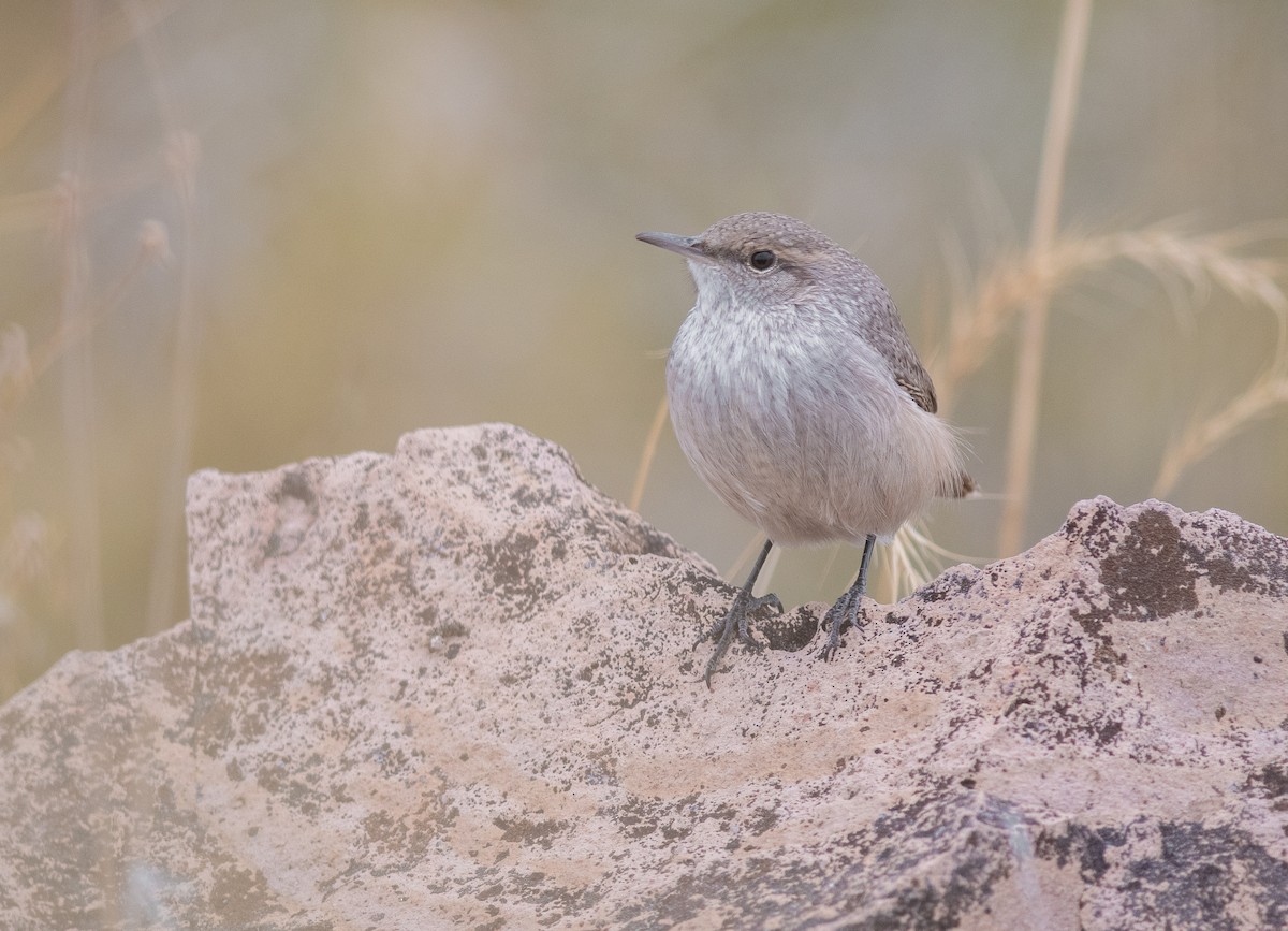 Rock Wren - ML643230223