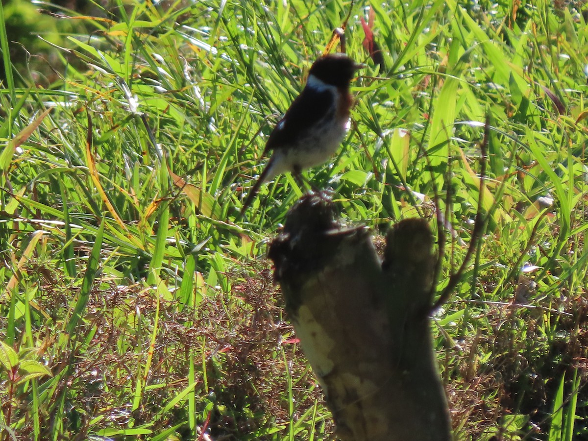 African Stonechat (Madagascar) - ML643230225