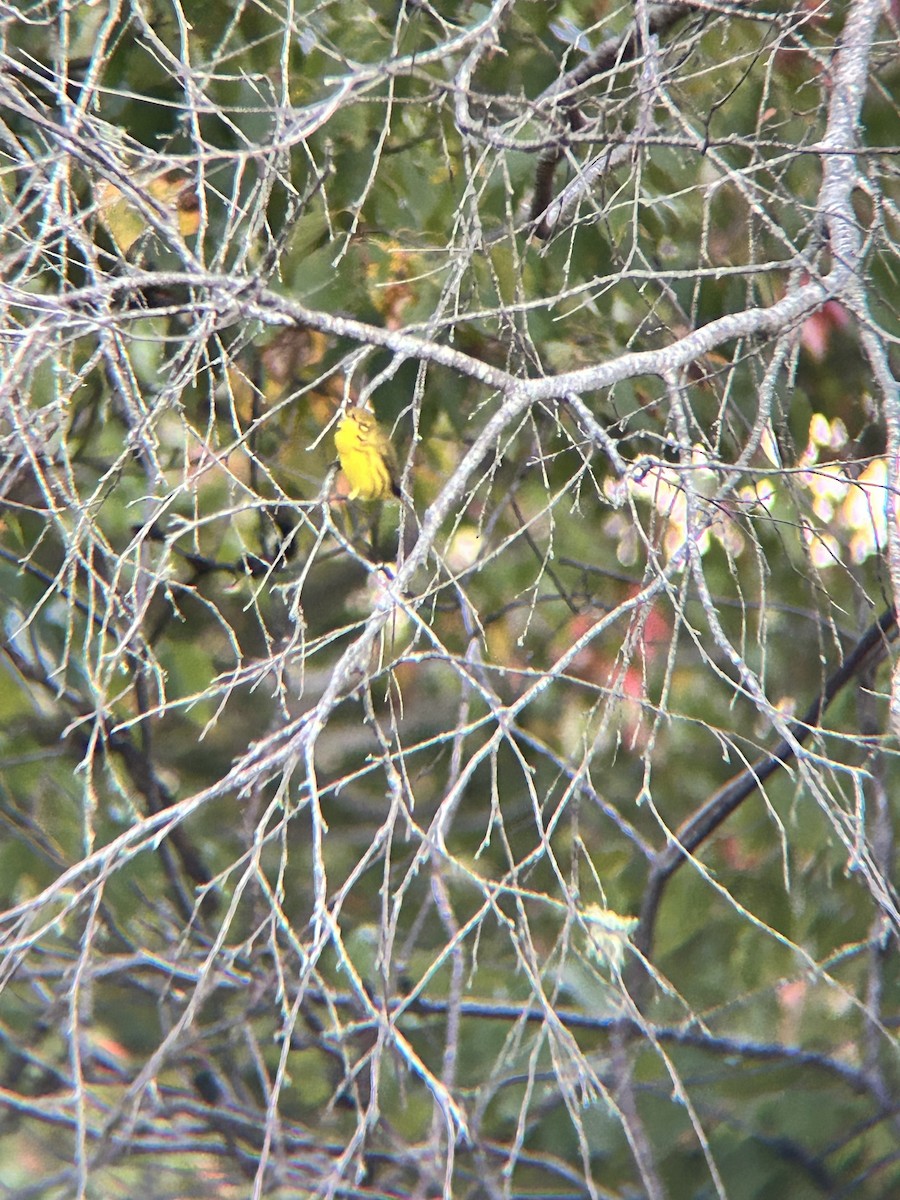 Prairie Warbler - ML643230235