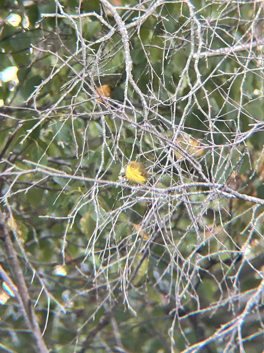 Prairie Warbler - ML643230236