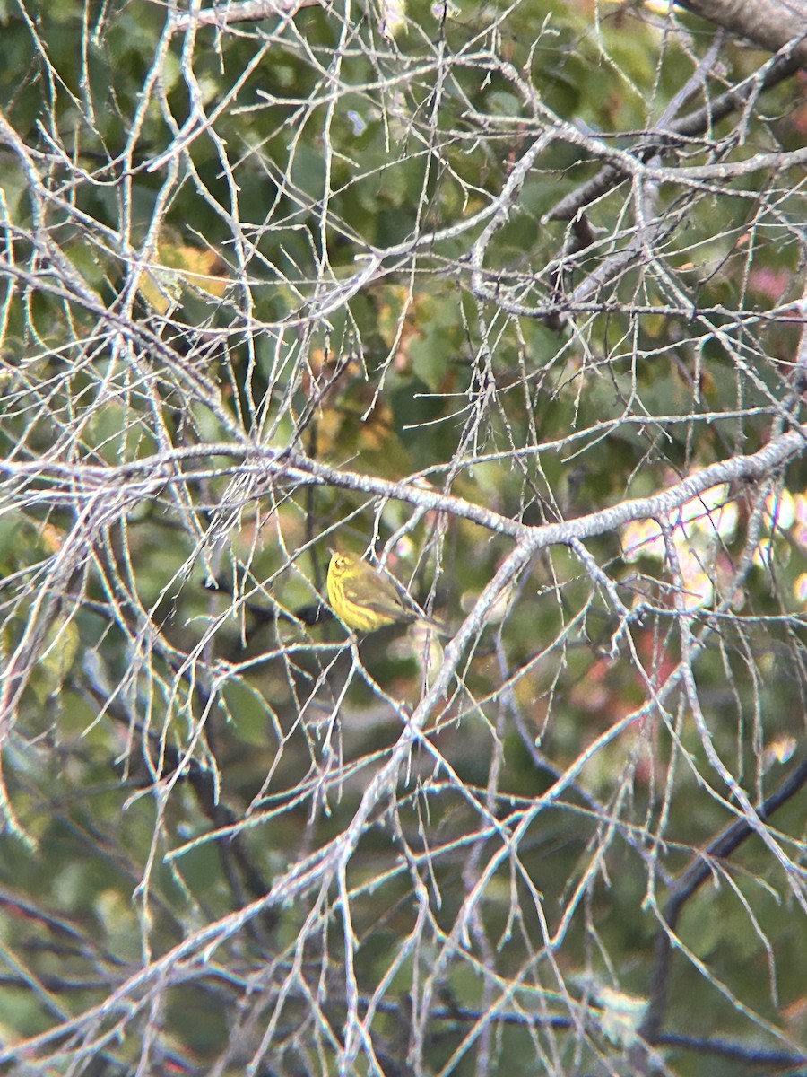 Prairie Warbler - ML643230237