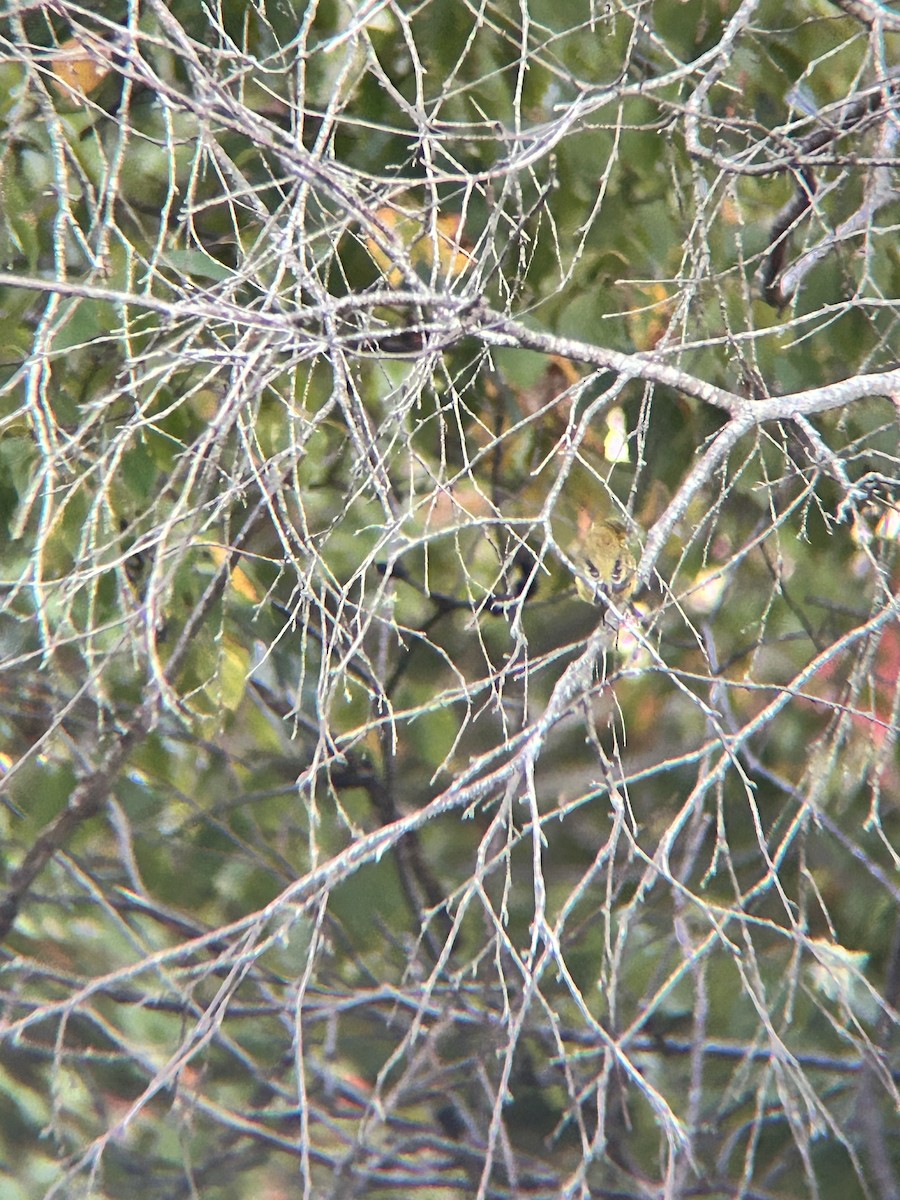 Prairie Warbler - ML643230238