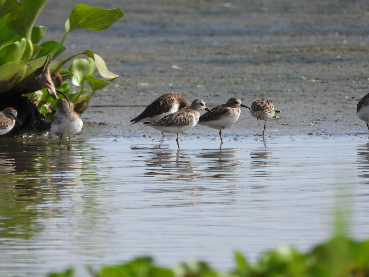 Least Sandpiper - ML643230247