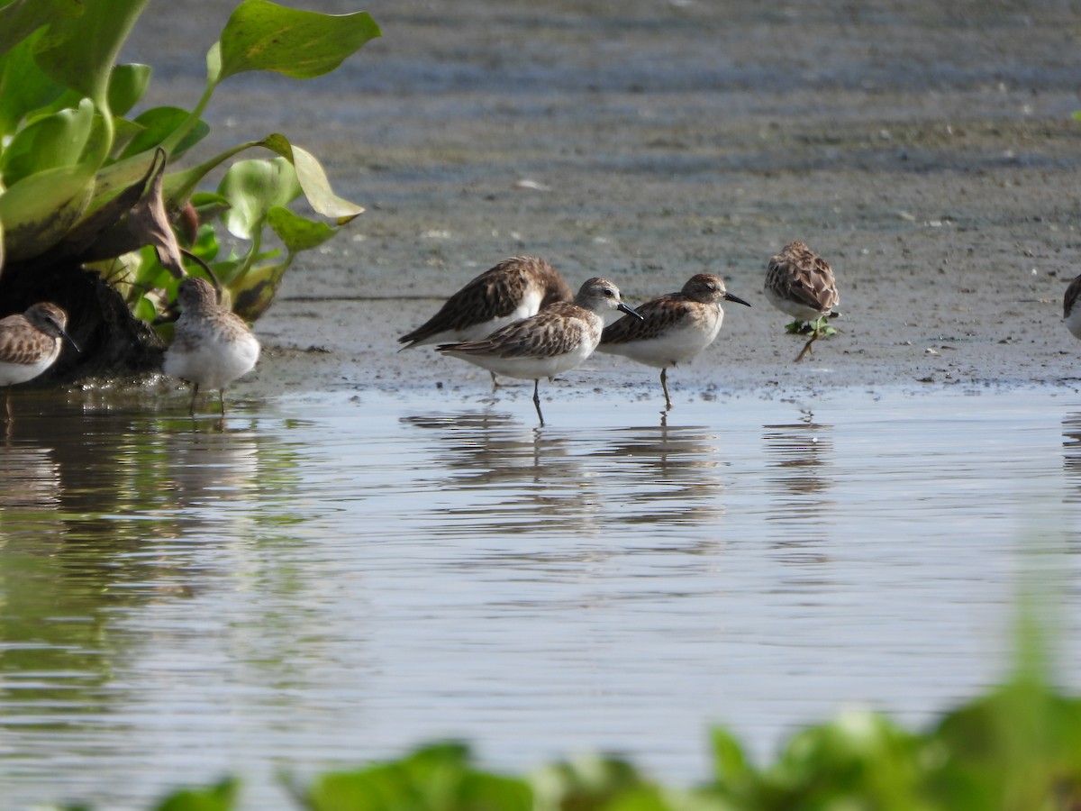 Least Sandpiper - ML643230248