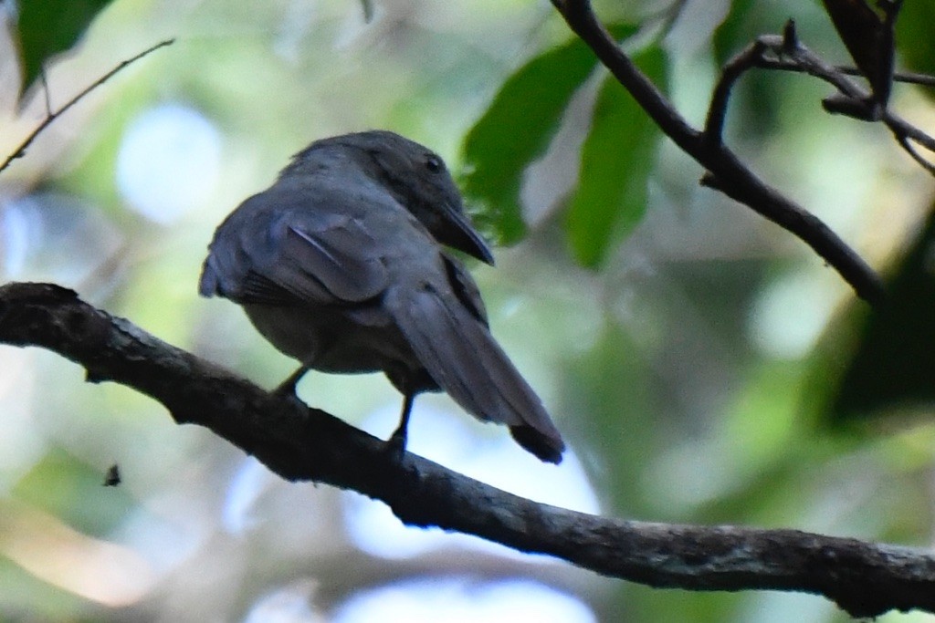 Screaming Piha - ML643230253