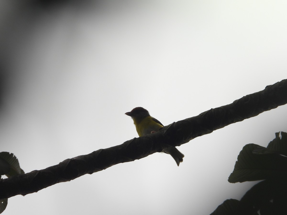 Rufous-browed Peppershrike - ML643230258