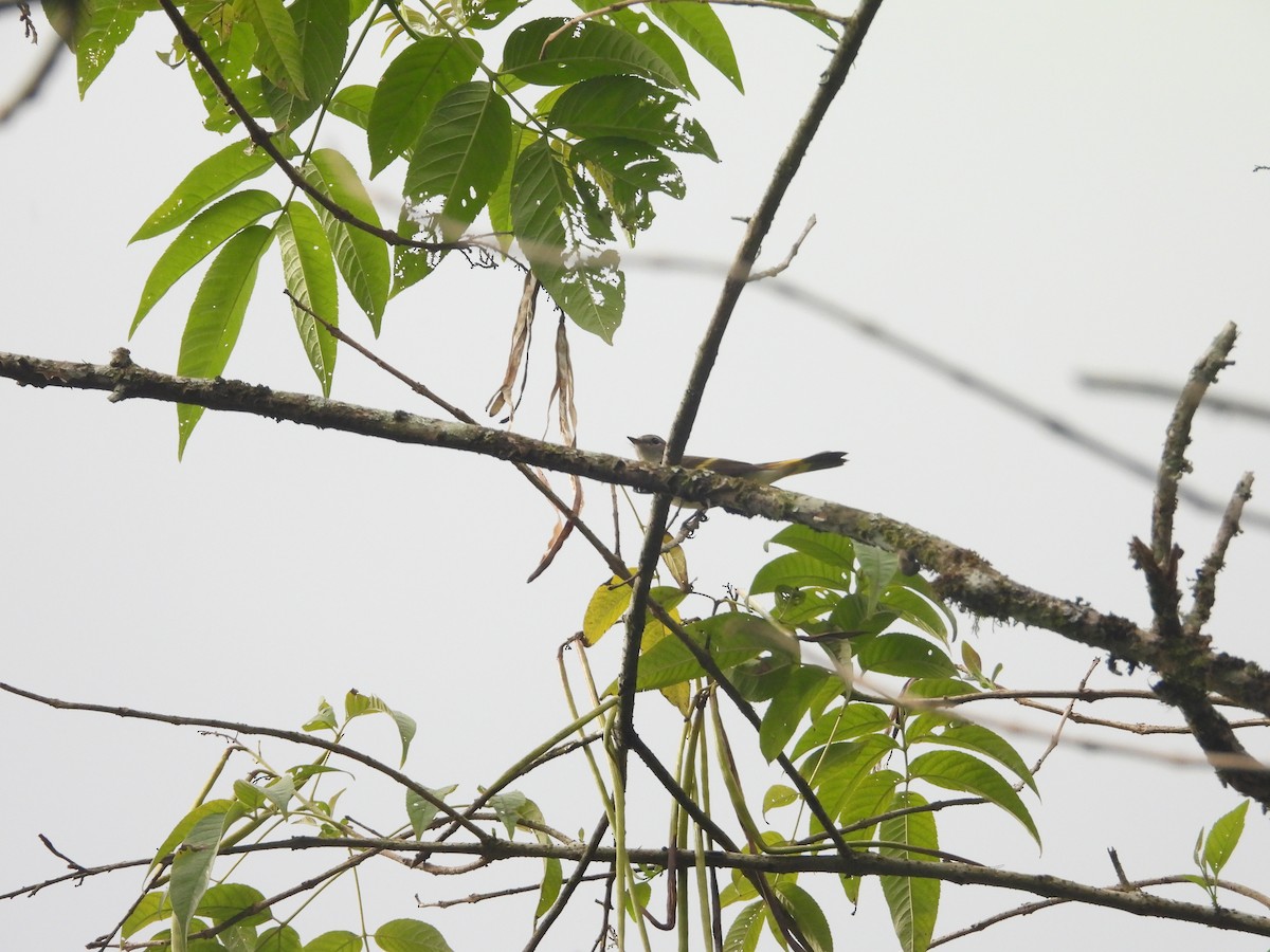 American Redstart - ML643230263