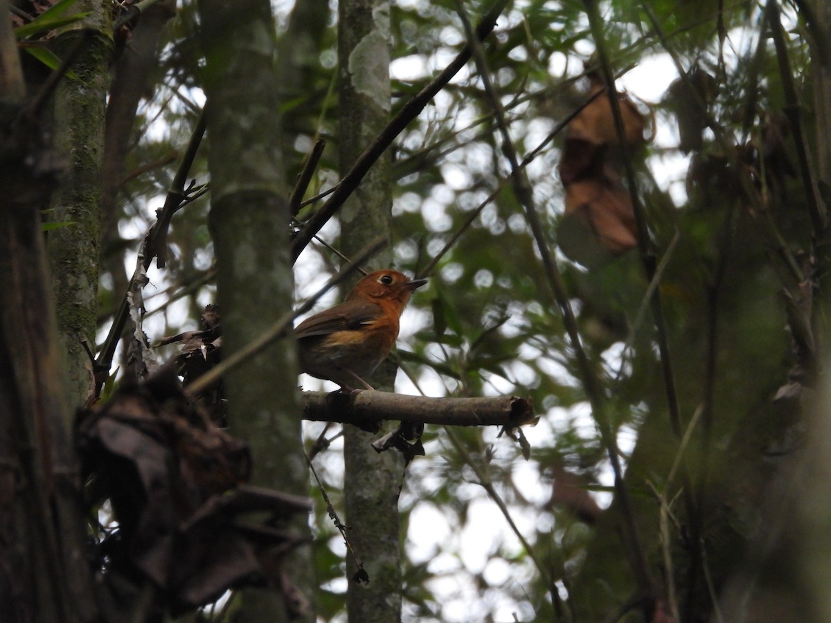 Rusty-breasted Antpitta - ML643230268