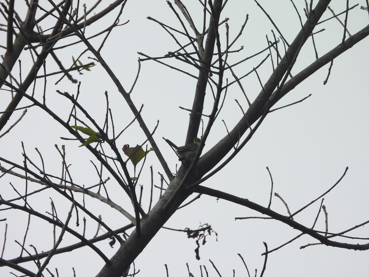 Golden-faced Tyrannulet - ML643230273