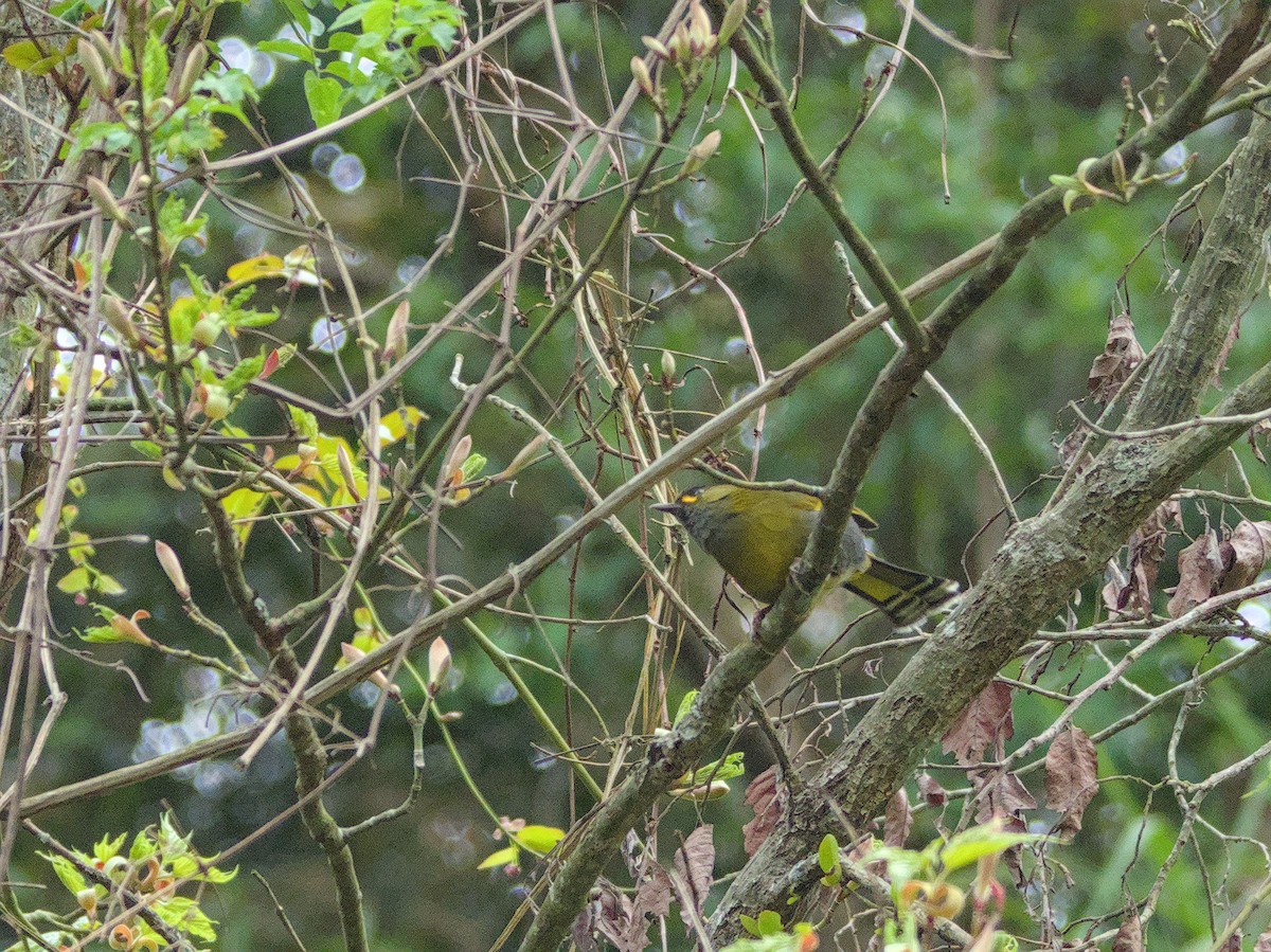 Taiwanbunthäherling - ML643230307